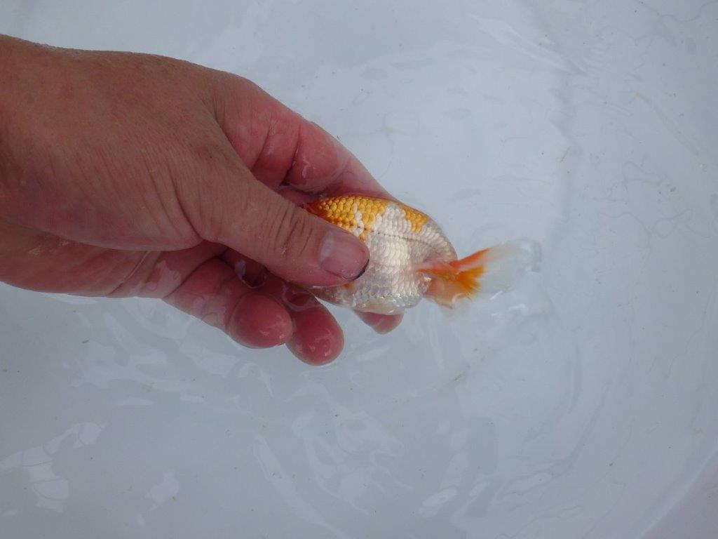 【 鉄板！！】頭、尾型、柄が良い当歳らんちゅう　東大関系統　約11㎝