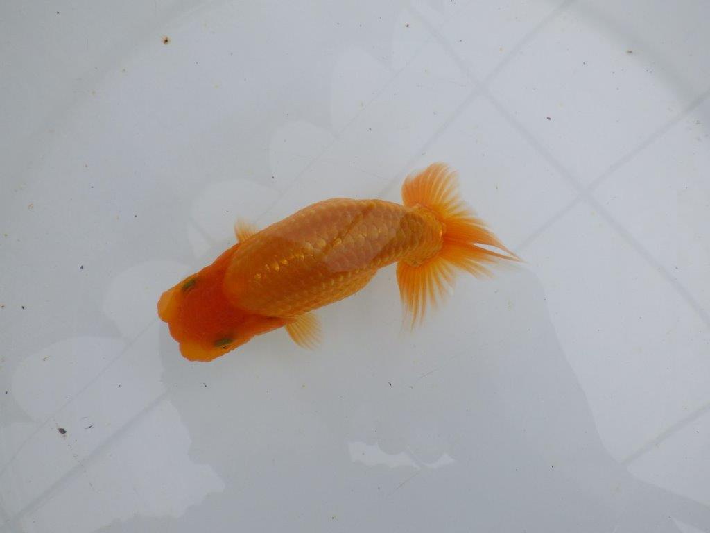 【 鉄板！！】魚の雰囲気がとても良い当歳らんちゅう　東大関系統　約12,5㎝
