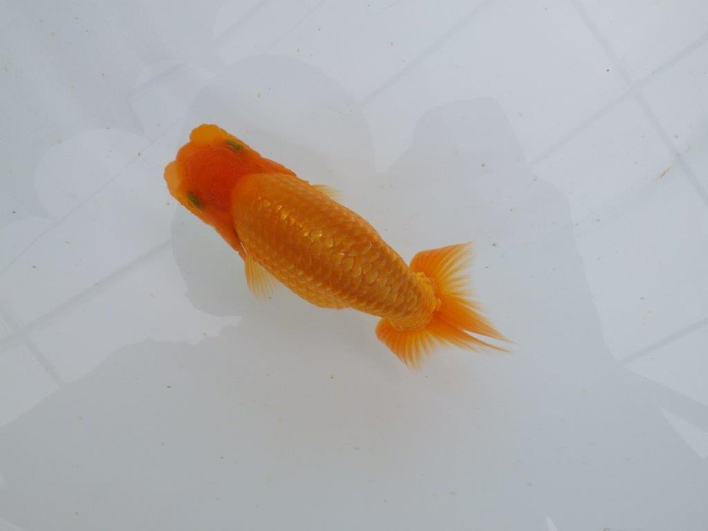 【 鉄板！！】魚の雰囲気がとても良い当歳らんちゅう　東大関系統　約12,5㎝