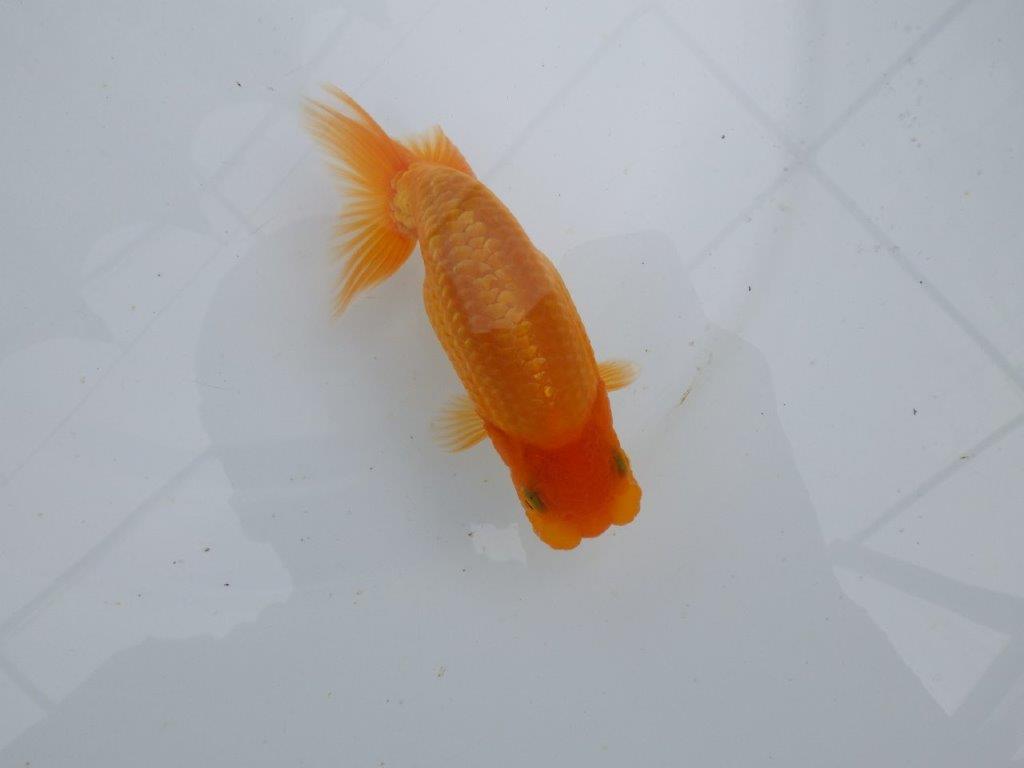 【 鉄板！！】魚の雰囲気がとても良い当歳らんちゅう　東大関系統　約12,5㎝