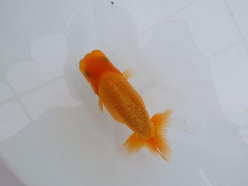 【 鉄板！！】魚の雰囲気がとても良い当歳らんちゅう　東大関系統　約12,5㎝