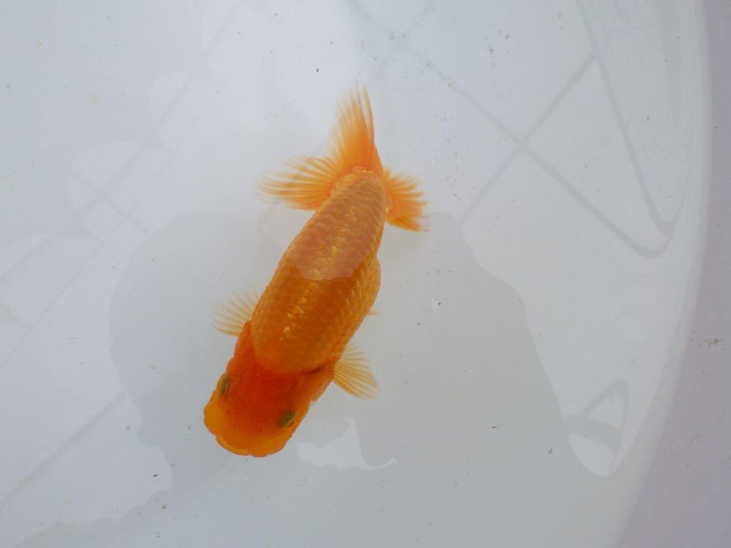 【 鉄板！！】魚の雰囲気がとても良い当歳らんちゅう　東大関系統　約12,5㎝