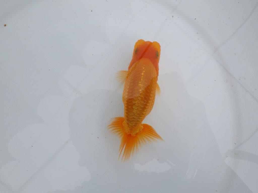 【 鉄板！！】魚の雰囲気がとても良い当歳らんちゅう　東大関系統　約12,5㎝