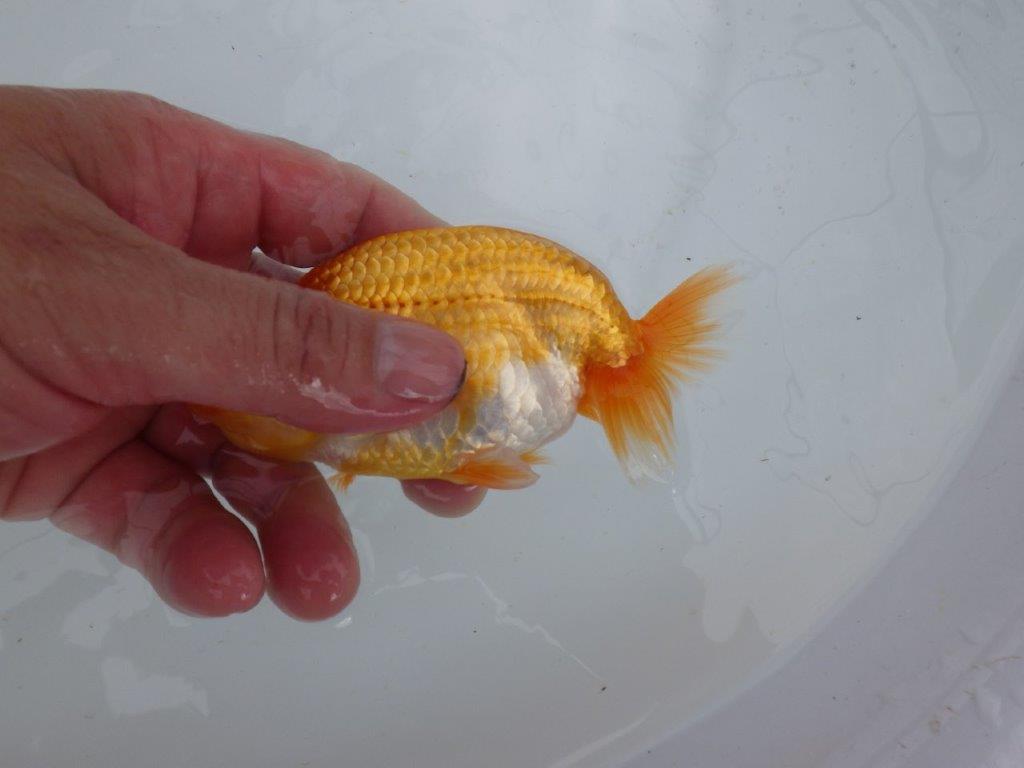 【 鉄板！！】魚の雰囲気がとても良い当歳らんちゅう　東大関系統　約12,5㎝