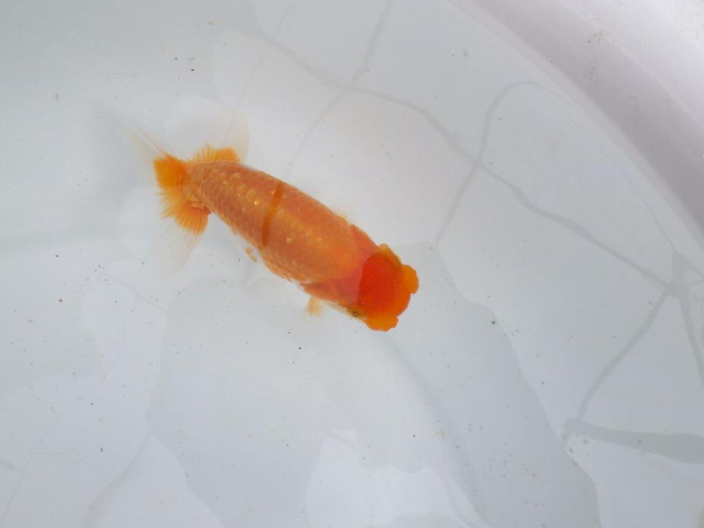 【 鉄板！！】素晴らしいフンタンの発育！当歳らんちゅう　東大関系統　約12,5㎝の上身