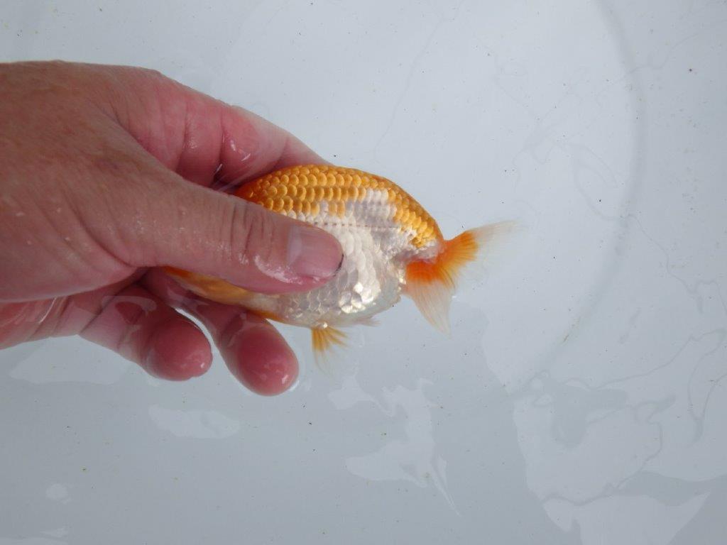 【 鉄板！！】素晴らしいフンタンの発育！当歳らんちゅう　東大関系統　約12,5㎝