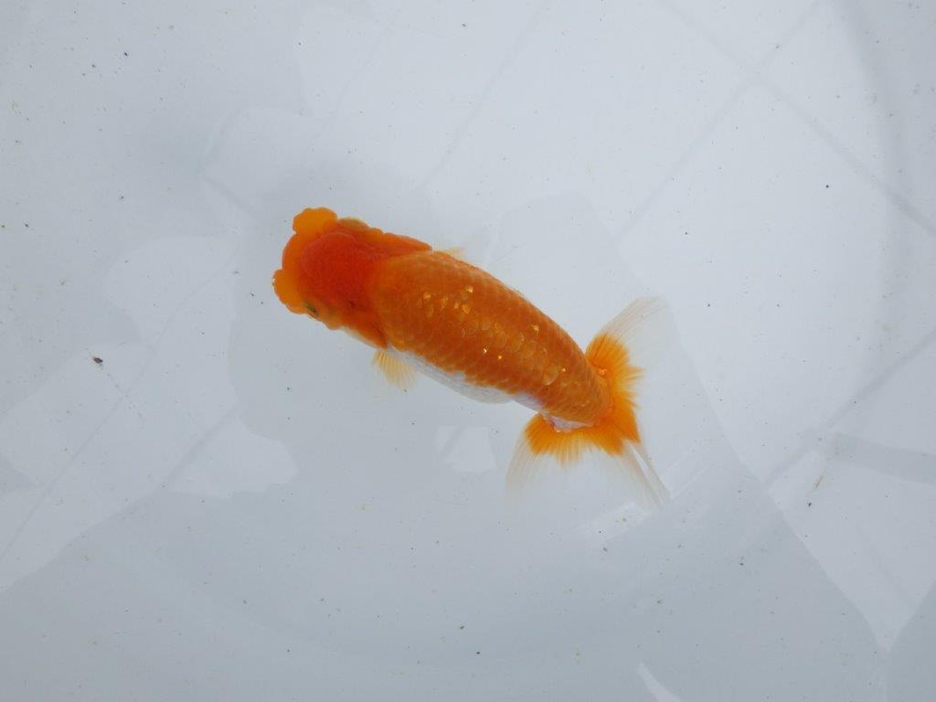【 鉄板！！】素晴らしいフンタンの発育！当歳らんちゅう　東大関系統　約12,5㎝