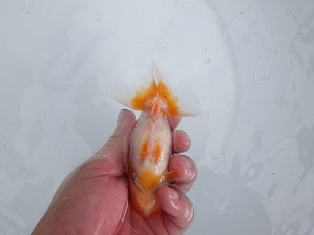 【 鉄板！！】素晴らしいフンタンの発育！当歳らんちゅう　東大関系統　約12,5㎝