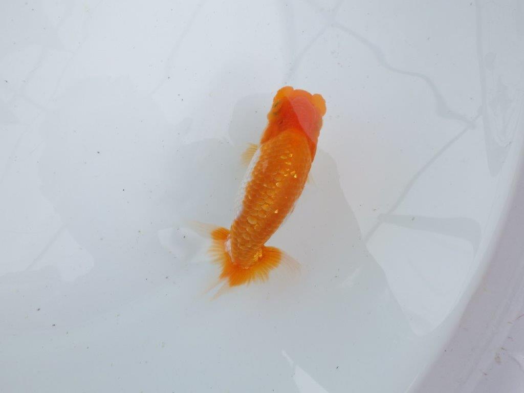 【 鉄板！！】素晴らしいフンタンの発育！当歳らんちゅう　東大関系統　約12,5㎝