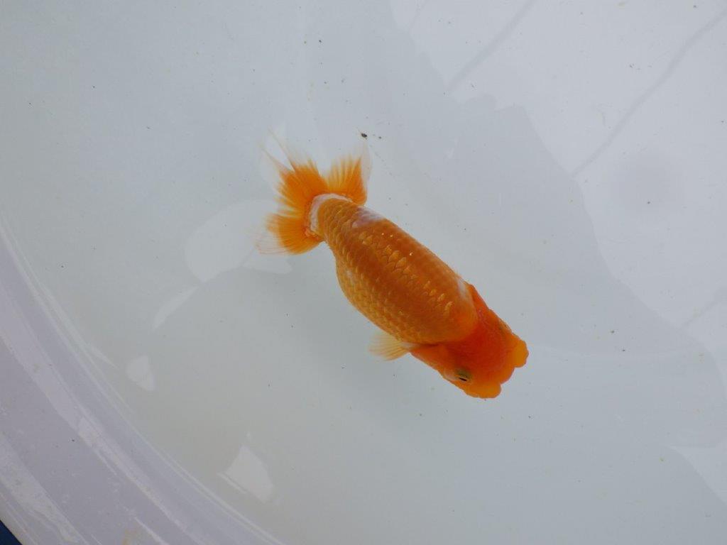 【 鉄板！！】頭が良く綺麗な柄の更紗　当歳らんちゅう　東大関系統　約13㎝