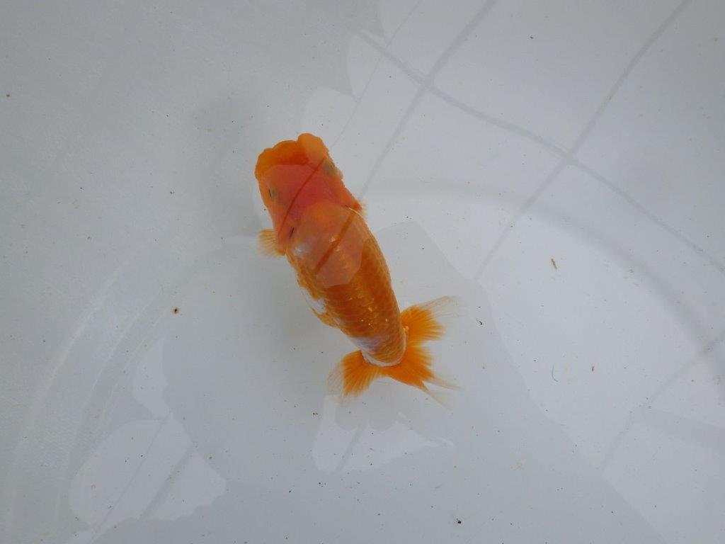 【 鉄板！！】頭が良く綺麗な柄の更紗　当歳らんちゅう　東大関系統　約13㎝