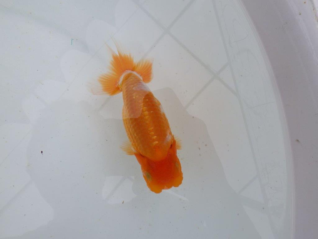 【 鉄板！！】頭が良く綺麗な柄の更紗　当歳らんちゅう　東大関系統　約13㎝の上身