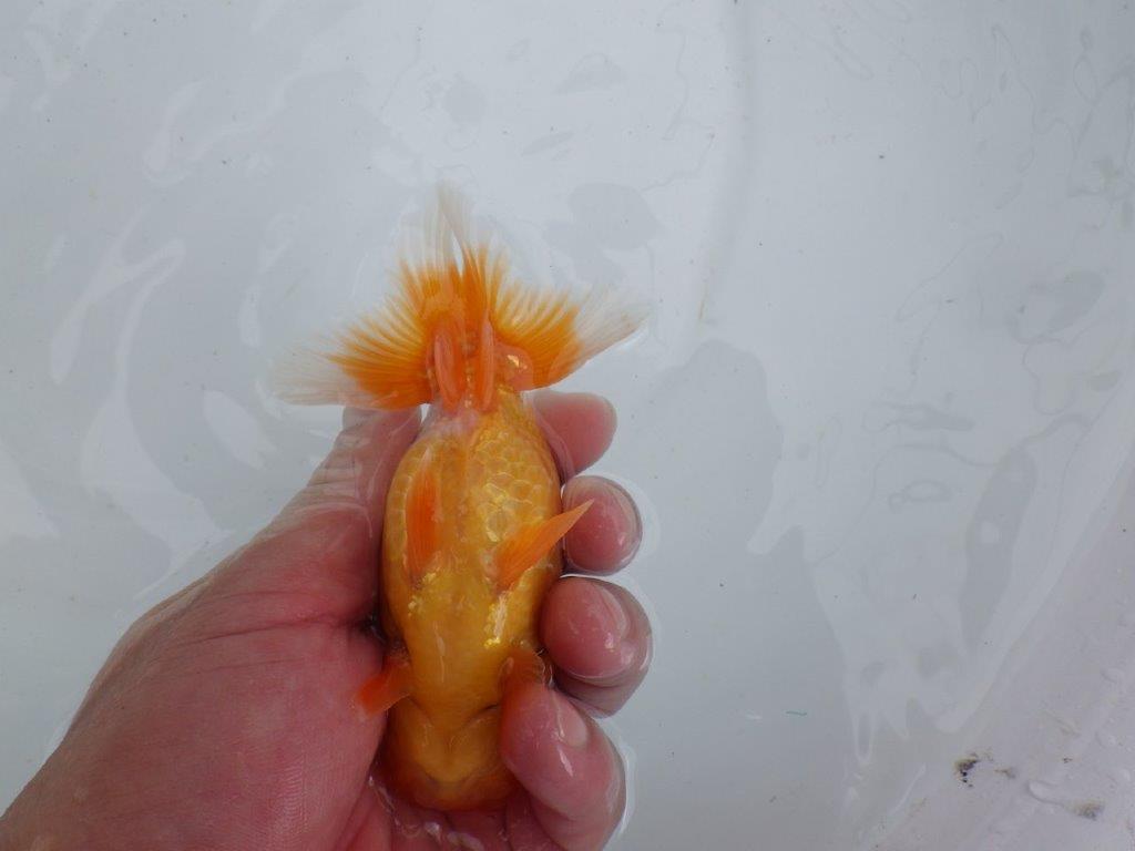 【 鉄板！！】頭が良く綺麗な柄の更紗　当歳らんちゅう　東大関系統　約13㎝
