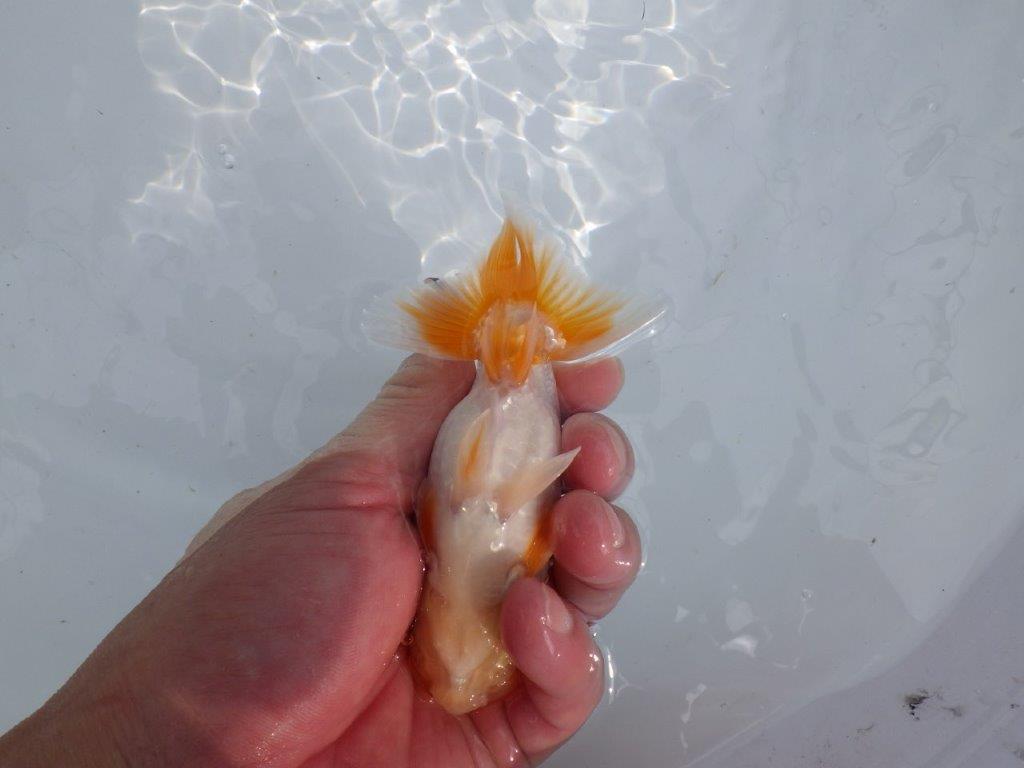 【 鉄板！！】目先のやわらかいフンタン！　当歳らんちゅう　東大関系統　約12,5㎝