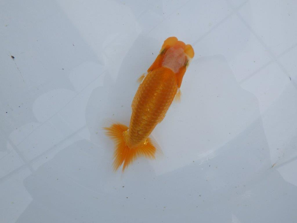 【 鉄板！！】目先のやわらかいフンタン！　当歳らんちゅう　東大関系統　約12,5㎝の上身