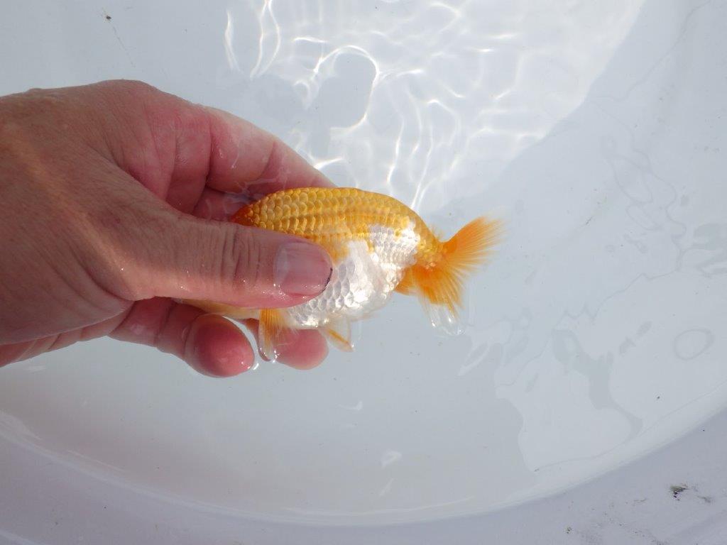 【 鉄板！！】目先のやわらかいフンタン！　当歳らんちゅう　東大関系統　約12,5㎝