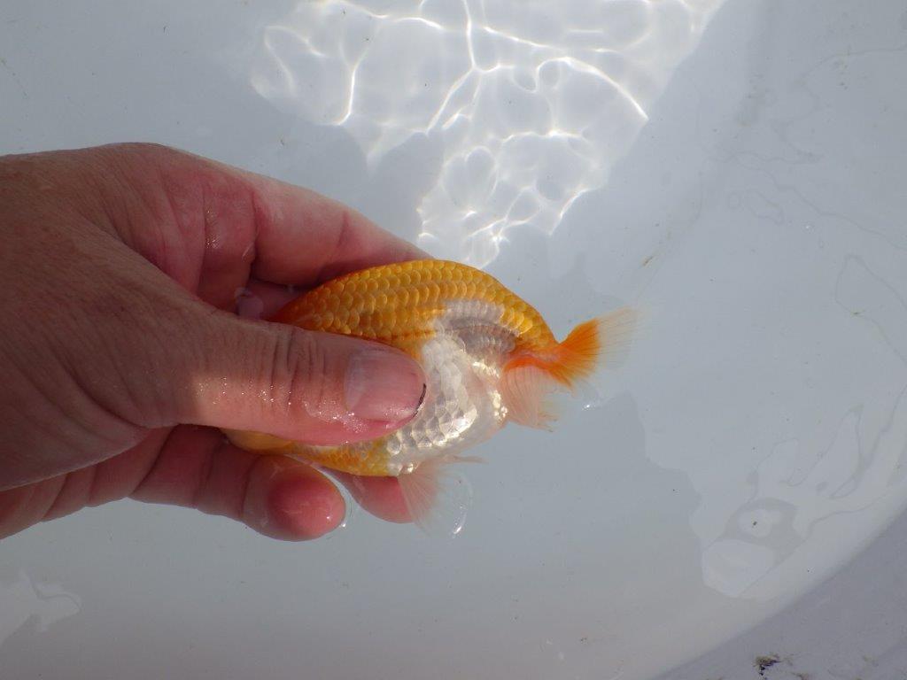 【 鉄板！！】目幅がありしっかりした体系の当歳らんちゅう　東大関系統　約12,5㎝
