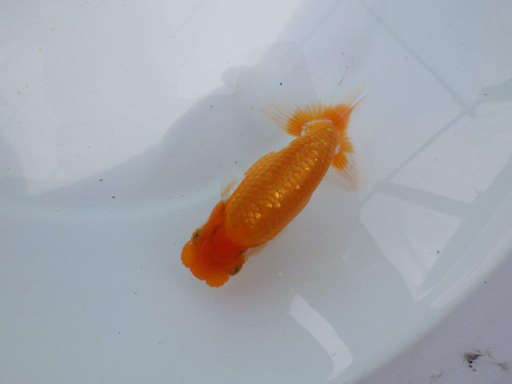 【 鉄板！！】目幅がありしっかりした体系の当歳らんちゅう　東大関系統　約12,5㎝