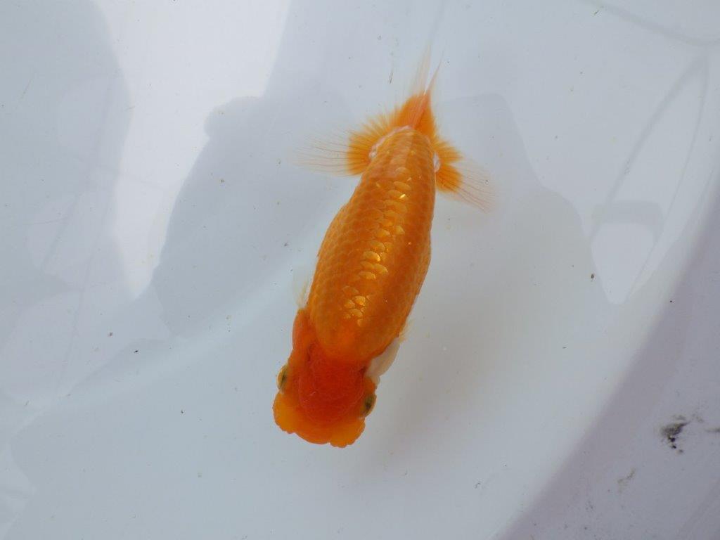 【 鉄板！！】目幅がありしっかりした体系の当歳らんちゅう　東大関系統　約12,5㎝の上身