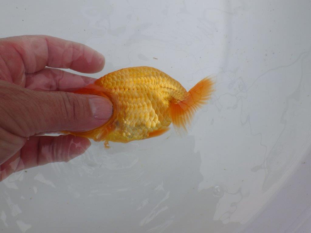 【 鉄板！！】上物当歳らんちゅう　東大関系統　約13㎝