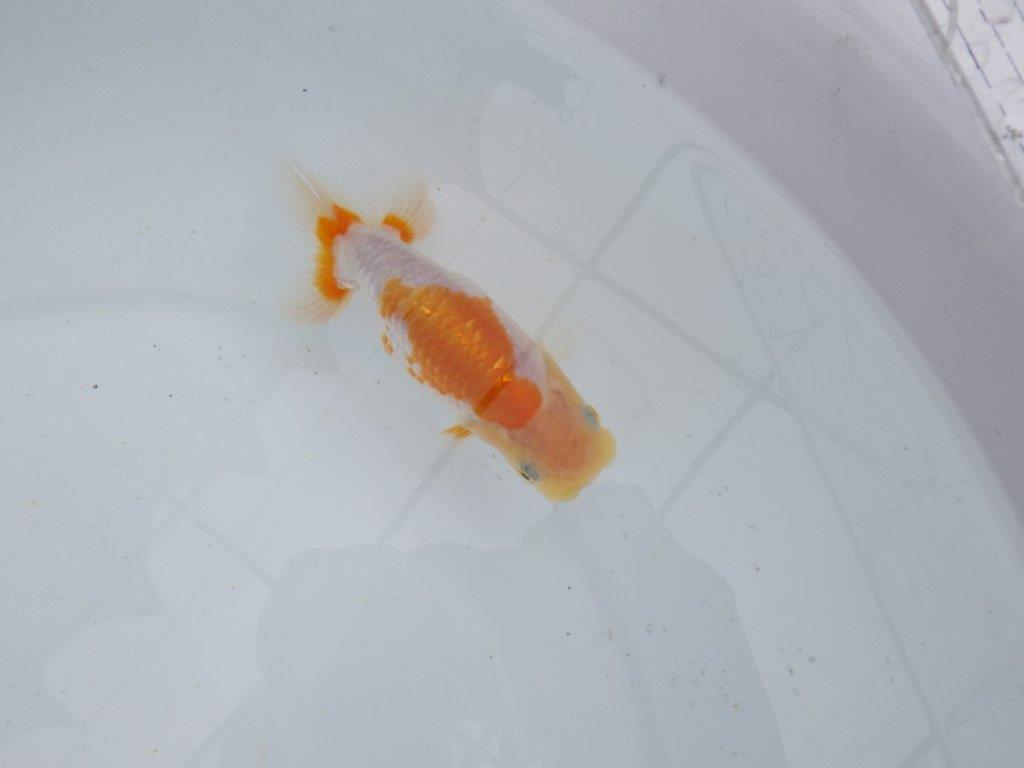 【 鉄板！！】尾型、構えが良く背も綺麗な更紗当歳らんちゅう　東大関系統　約12㎝