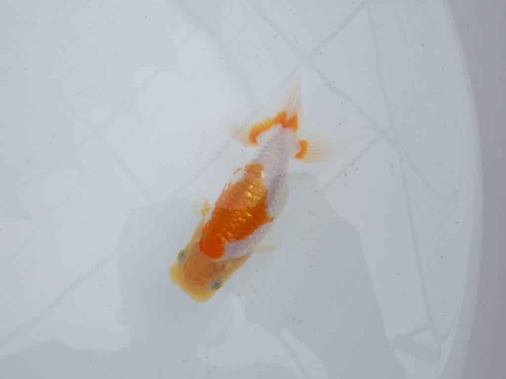 【 鉄板！！】尾型、構えが良く背も綺麗な更紗当歳らんちゅう　東大関系統　約12㎝