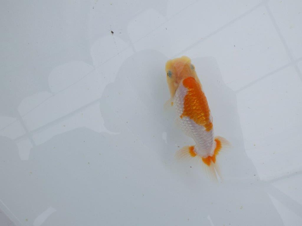 【 鉄板！！】尾型、構えが良く背も綺麗な更紗当歳らんちゅう　東大関系統　約12㎝