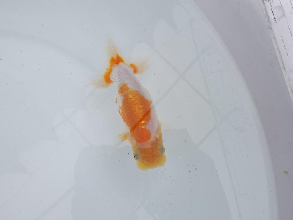 【 鉄板！！】尾型、構えが良く背も綺麗な更紗当歳らんちゅう　東大関系統　約12㎝