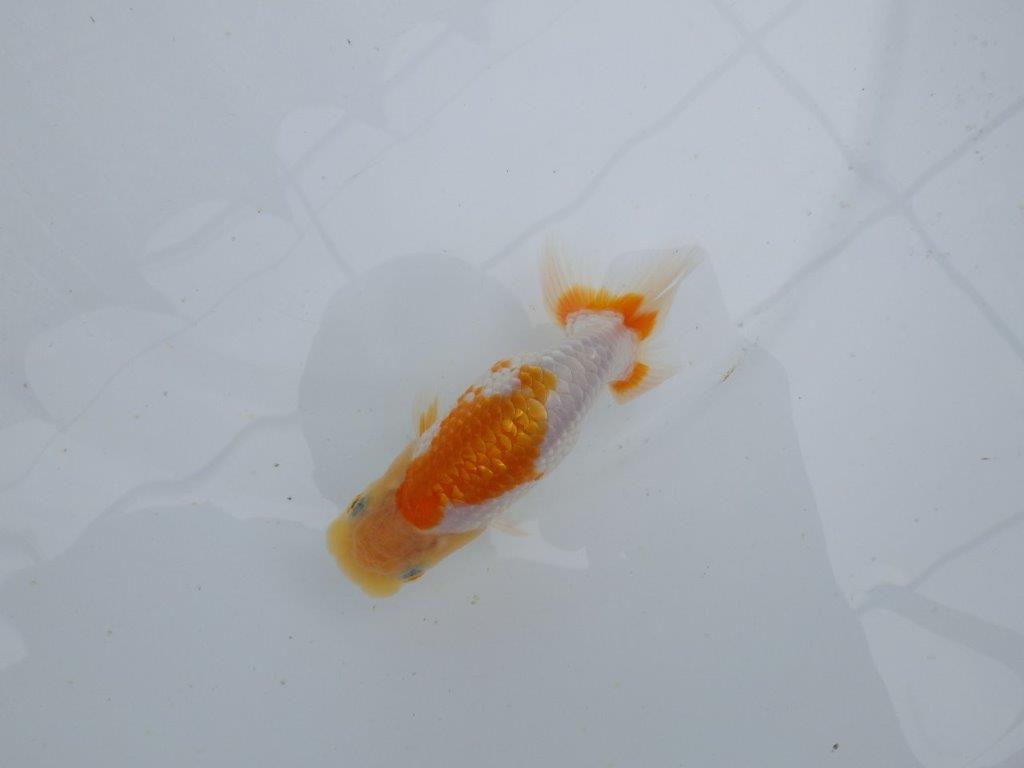 【 鉄板！！】尾型、構えが良く背も綺麗な更紗当歳らんちゅう　東大関系統　約12㎝の上身