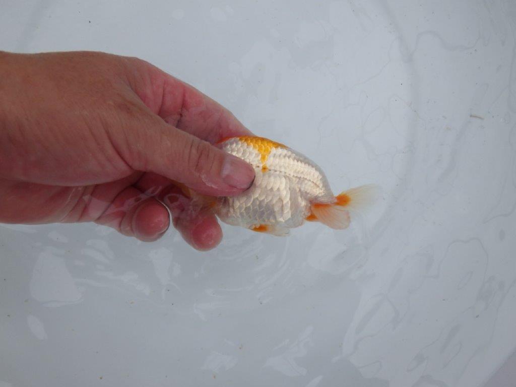 【 鉄板！！】尾型、構えが良く背も綺麗な更紗当歳らんちゅう　東大関系統　約12㎝