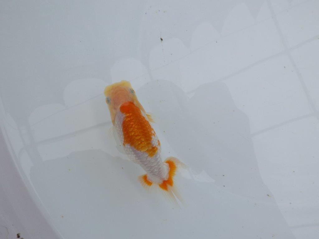 【 鉄板！！】尾型、構えが良く背も綺麗な更紗当歳らんちゅう　東大関系統　約12㎝