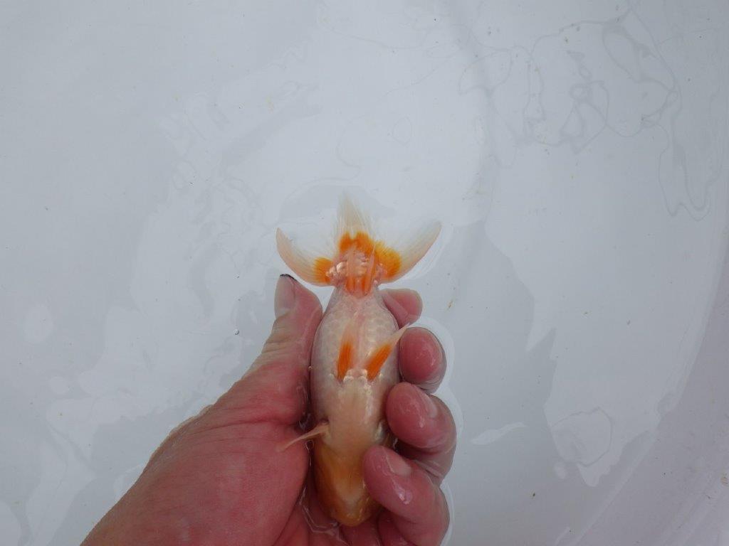 【 鉄板！！】尾型、構えが良く背も綺麗な更紗当歳らんちゅう　東大関系統　約12㎝