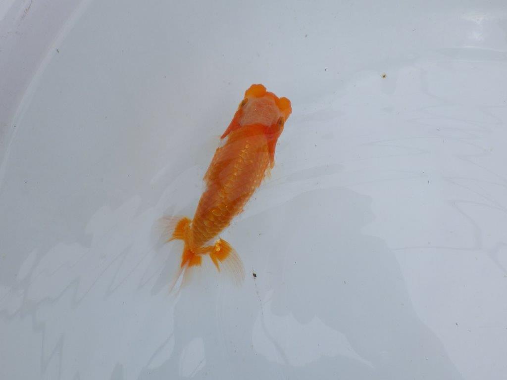 【 鉄板！！】窓柄がインパクトのある当歳らんちゅう　東大関系統　約12,5㎝