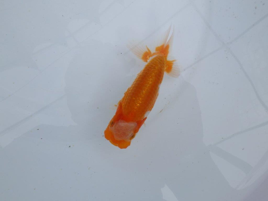【 鉄板！！】窓柄がインパクトのある当歳らんちゅう　東大関系統　約12,5㎝の上身