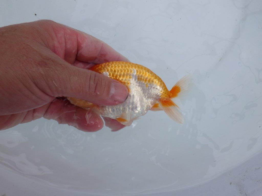 【 鉄板！！】窓柄がインパクトのある当歳らんちゅう　東大関系統　約12,5㎝