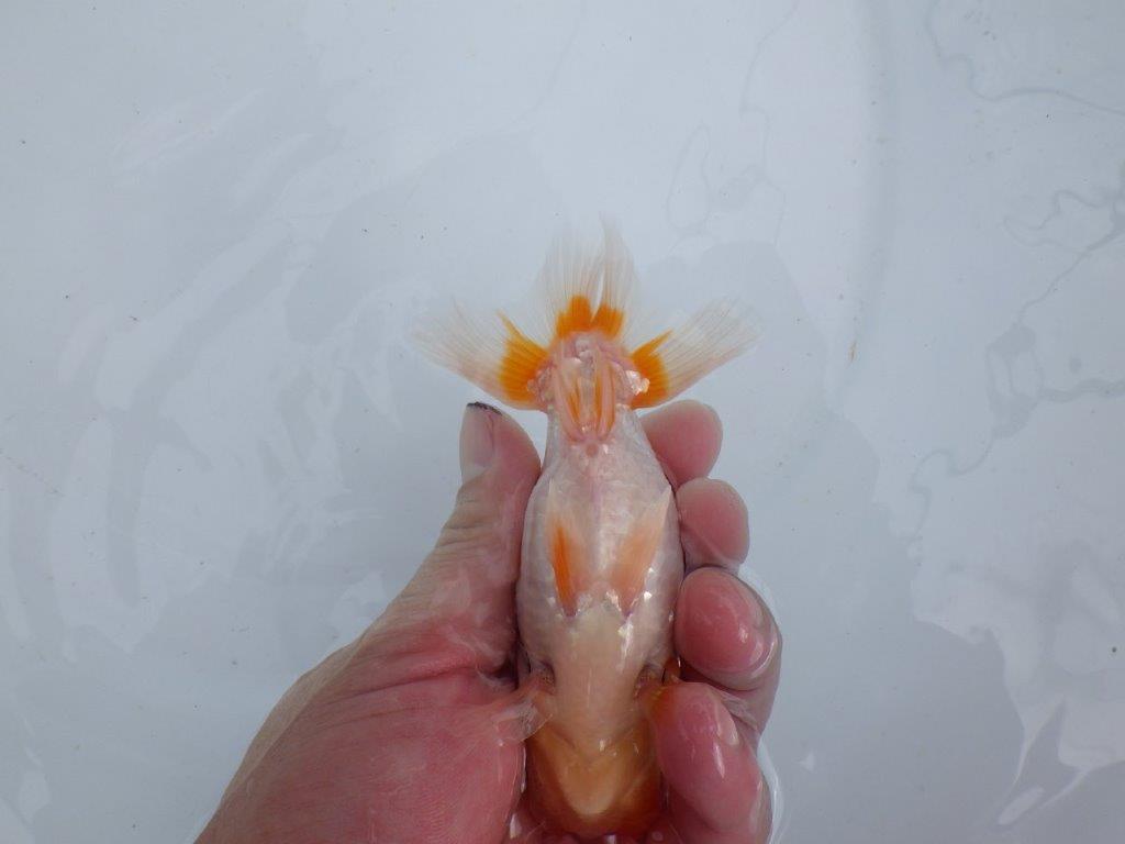 【 鉄板！！】窓柄がインパクトのある当歳らんちゅう　東大関系統　約12,5㎝