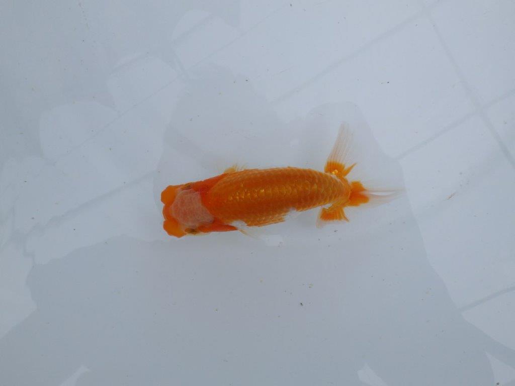 【 鉄板！！】窓柄がインパクトのある当歳らんちゅう　東大関系統　約12,5㎝