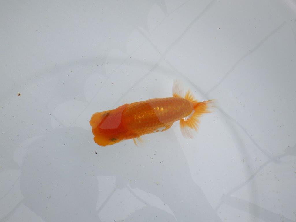 【 鉄板！！】ご鑑賞お勧めの当歳らんちゅう　東大関系統　約12,5㎝