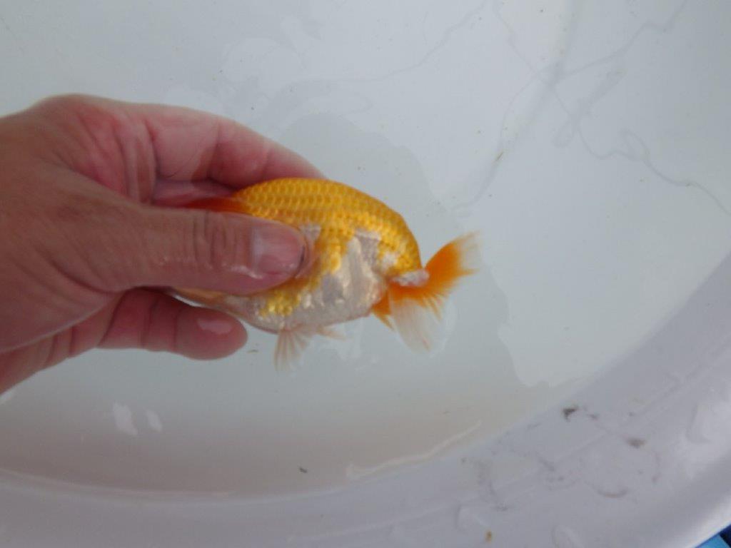 【 鉄板！！】ご鑑賞お勧めの当歳らんちゅう　東大関系統　約12,5㎝