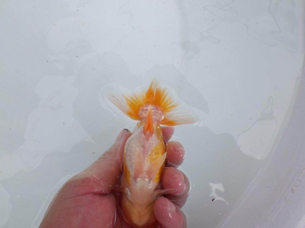 【 鉄板！！】ご鑑賞お勧めの当歳らんちゅう　東大関系統　約12,5㎝