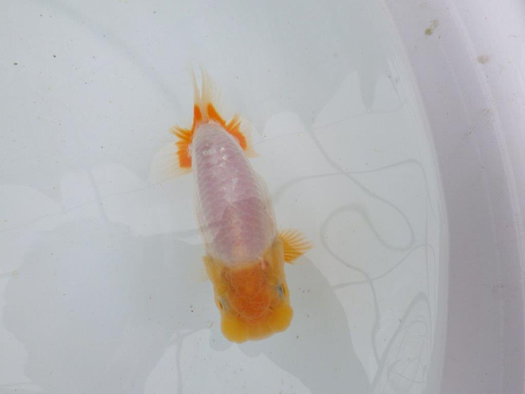 【 鉄板！！】背幅があり太くたくましい当歳らんちゅう　東大関系統　約13㎝の上身