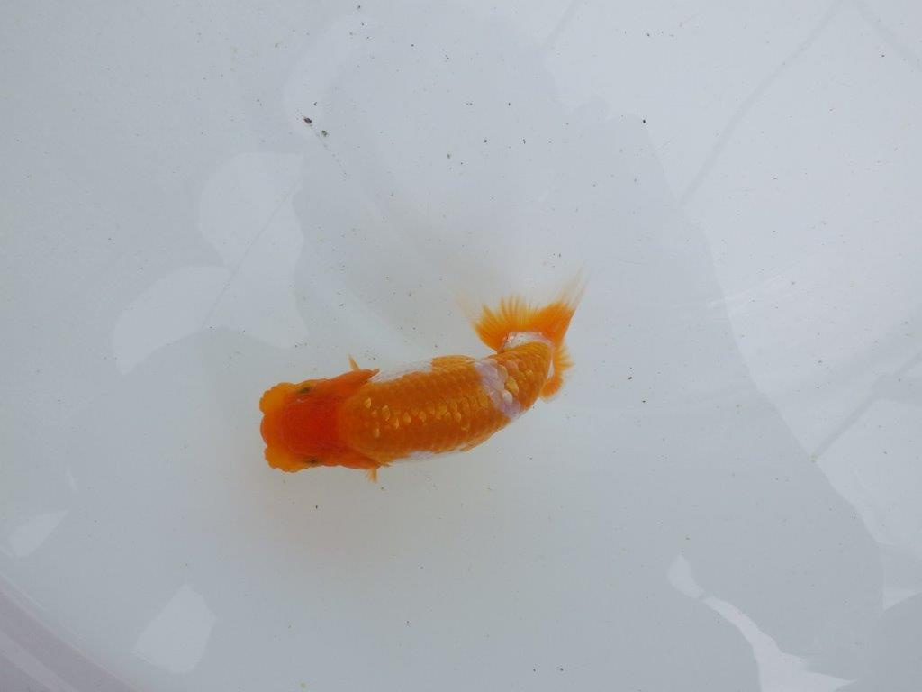 【 鉄板！！】フンタンが素晴らしく柄も綺麗な当歳らんちゅう　東大関系統　約13㎝