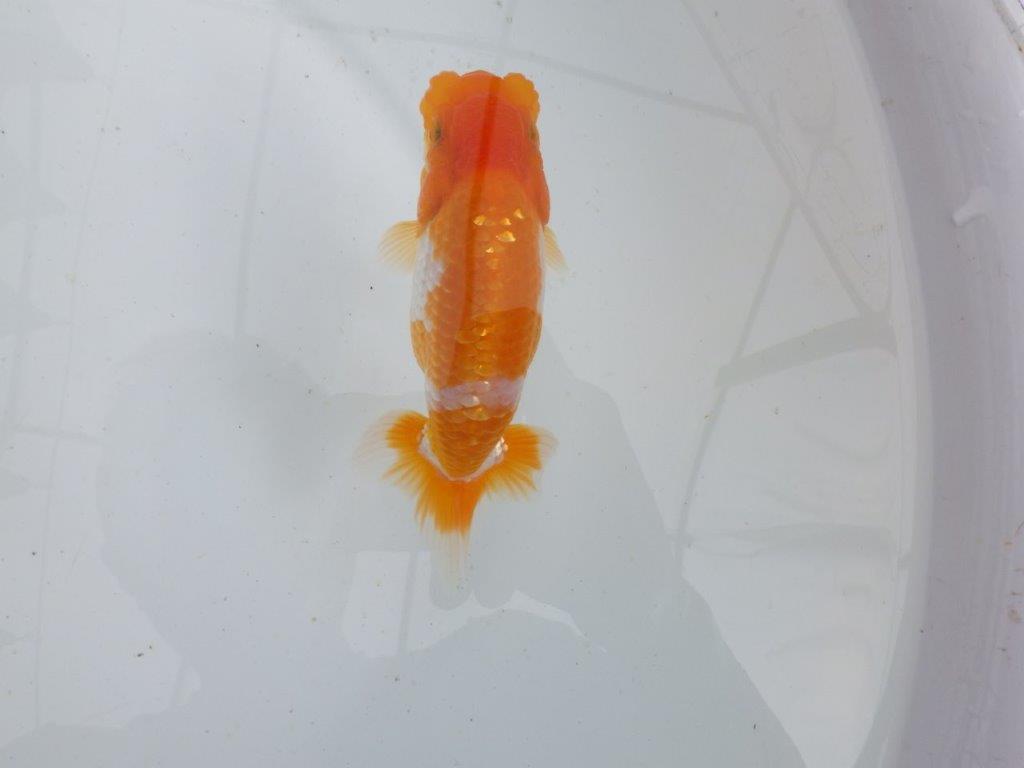 【 鉄板！！】フンタンが素晴らしく柄も綺麗な当歳らんちゅう　東大関系統　約13㎝の上身
