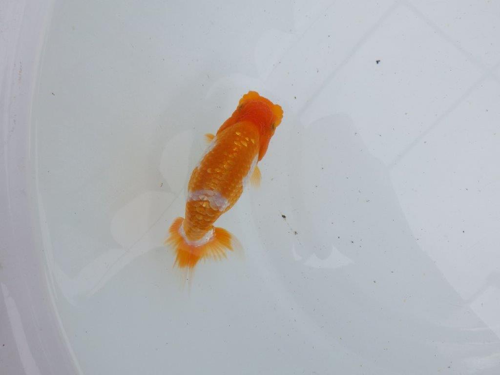【 鉄板！！】フンタンが素晴らしく柄も綺麗な当歳らんちゅう　東大関系統　約13㎝