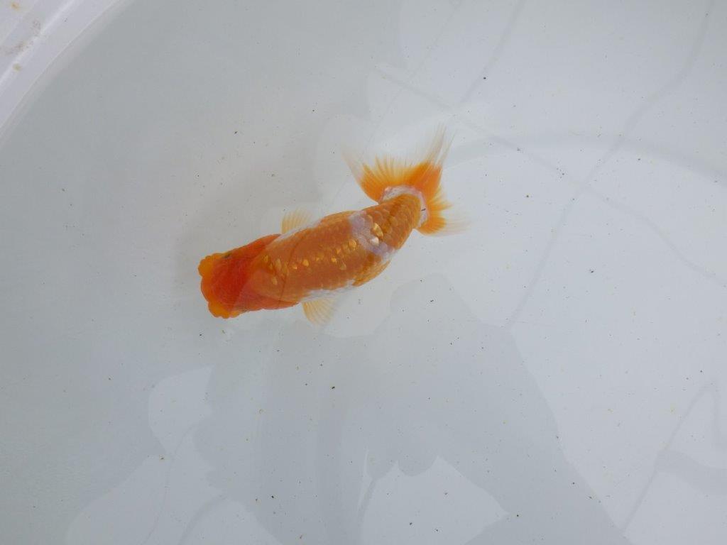 【 鉄板！！】フンタンが素晴らしく柄も綺麗な当歳らんちゅう　東大関系統　約13㎝