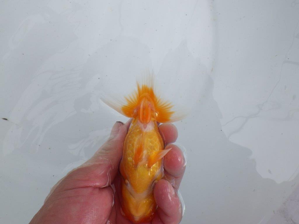 【 鉄板！！】フンタンが素晴らしく柄も綺麗な当歳らんちゅう　東大関系統　約13㎝
