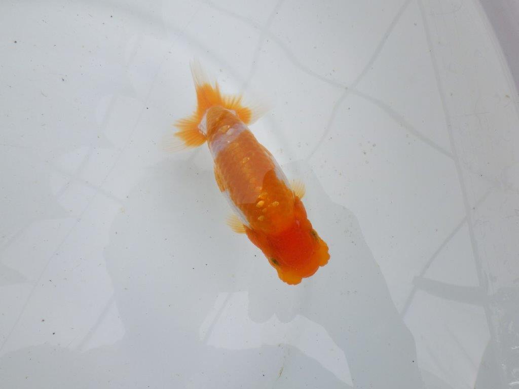 【 鉄板！！】フンタンが素晴らしく柄も綺麗な当歳らんちゅう　東大関系統　約13㎝