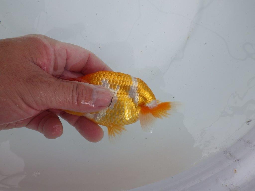 【 鉄板！！】フンタンが素晴らしく柄も綺麗な当歳らんちゅう　東大関系統　約13㎝
