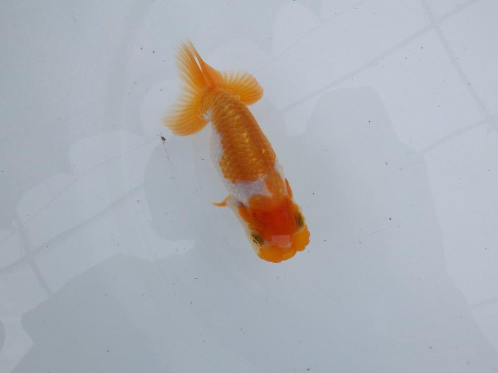 【 鉄板！！】フンタン＆尾張りが素晴らしい当歳らんちゅう　東大関系統　約11,5㎝