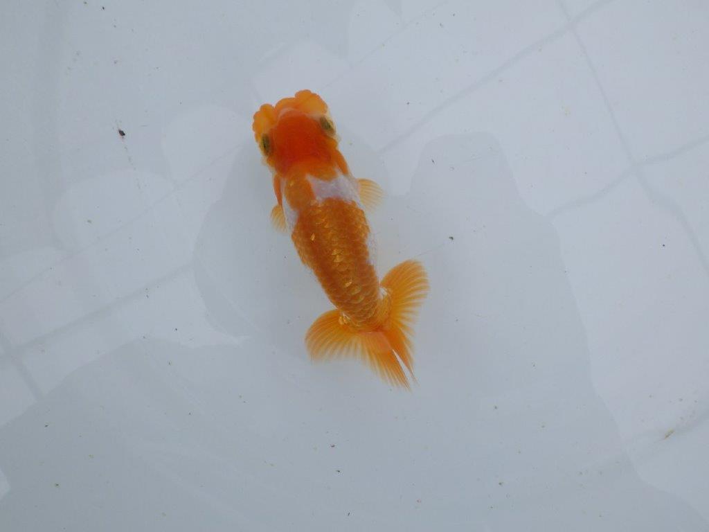 【 鉄板！！】フンタン＆尾張りが素晴らしい当歳らんちゅう　東大関系統　約11,5㎝